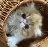 エキゾチックショートヘア