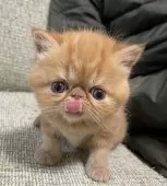 エキゾチックショートヘア【神奈川県・女の子・2025年2月27日・レッドタビー】の写真2