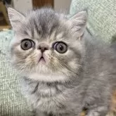 エキゾチックショートヘア【神奈川県・女の子・2025年11月1日・ブルーパッチドタビー】の写真3