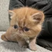 エキゾチックショートヘア【神奈川県・女の子・2025年2月27日・レッドタビー】の写真5