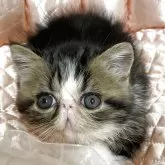 エキゾチックショートヘア【神奈川県・男の子・2025年5月8日・ブラウン系】の写真7