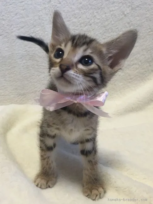 ID：1601-00247の子猫