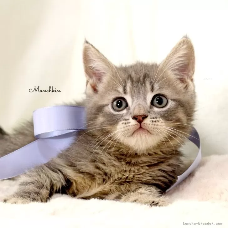 ID：2411-01349の子猫