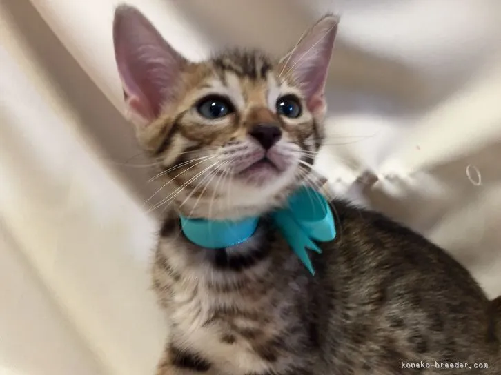 ID：1604-00628の子猫
