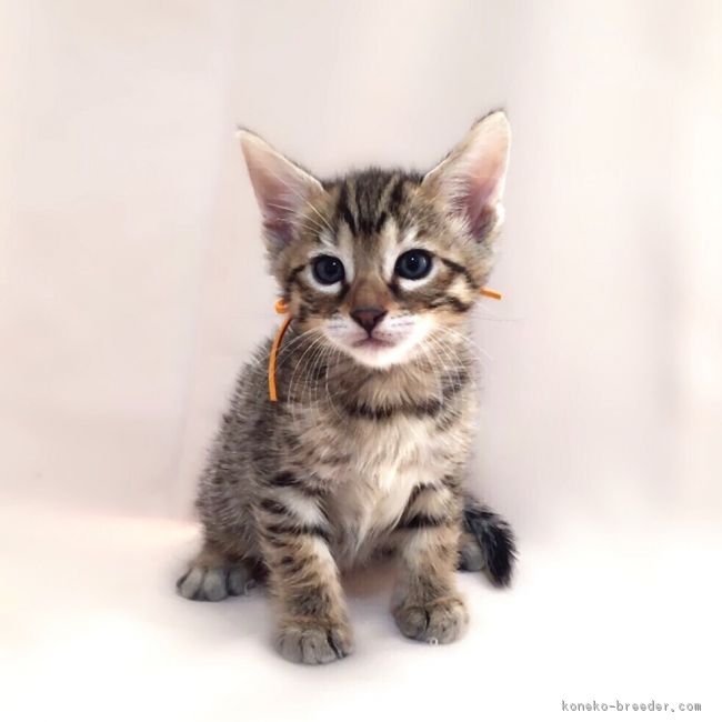 ID:1612-00842の子猫