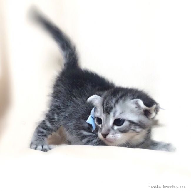ID:1701-00244の子猫