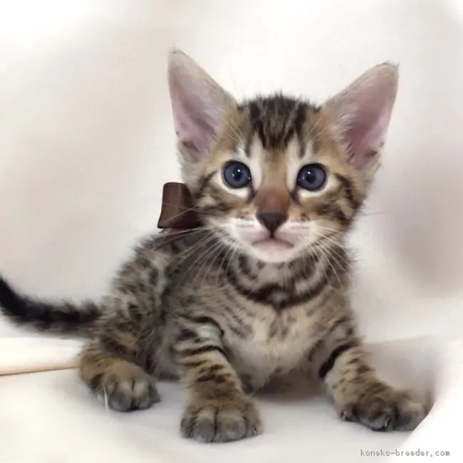 ID：1608-00894の子猫