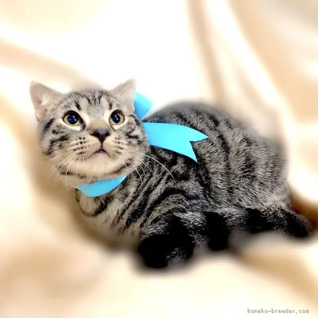 ごまにゃん 様のお迎えした子猫