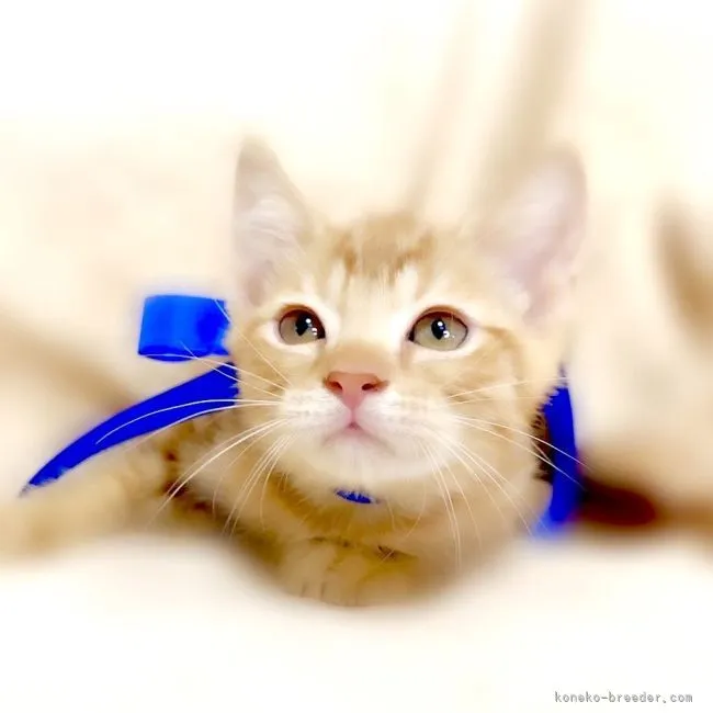 ゆう 様のお迎えした子猫