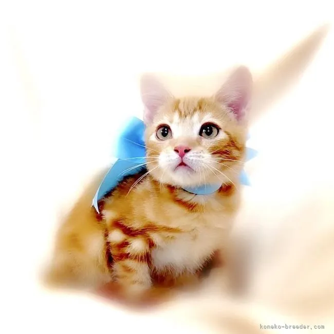 ID：2109-01425の子猫
