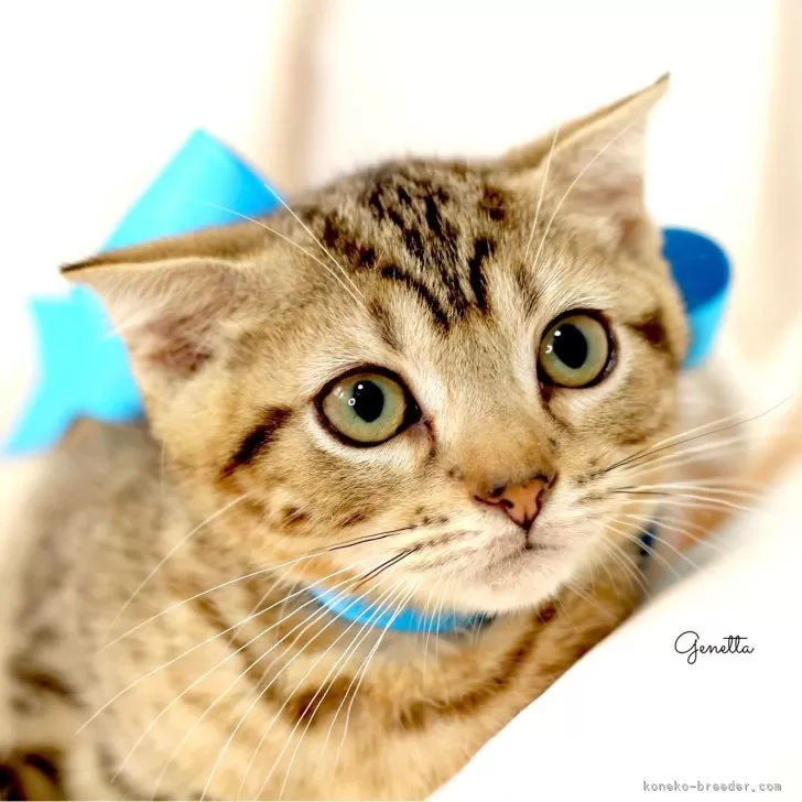 ID：2409-02243の子猫