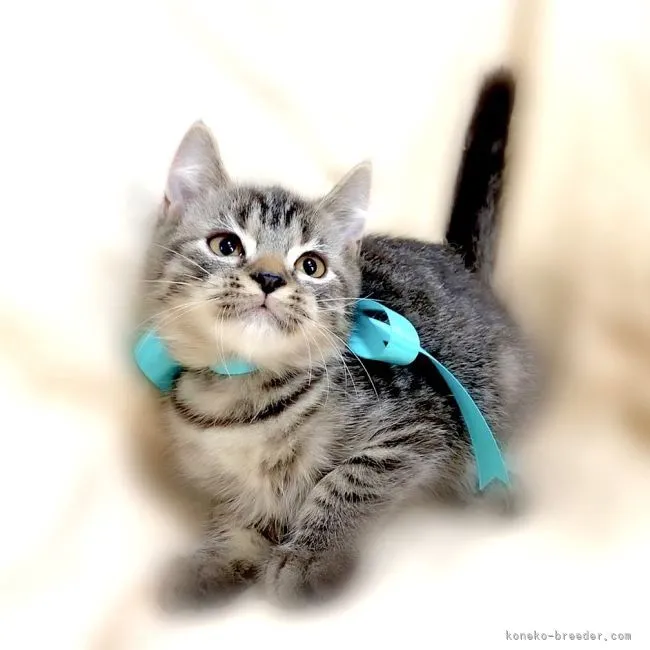 さんどら 様のお迎えした子猫