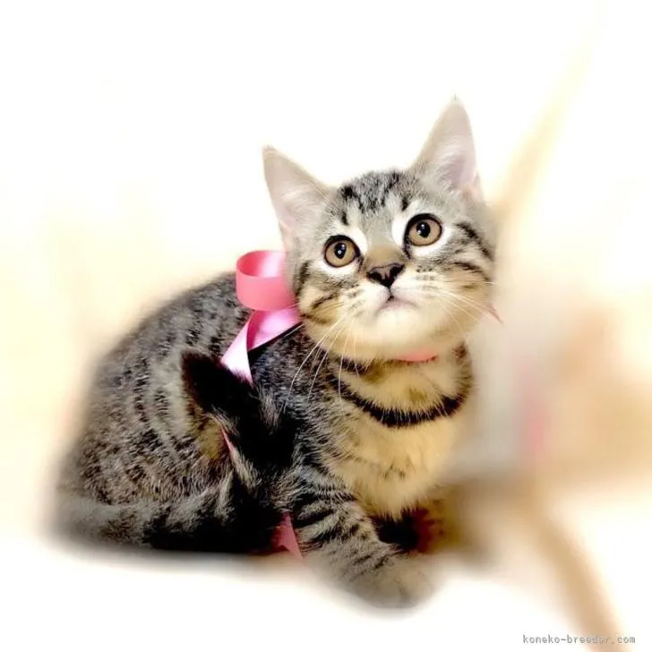 ID:2205-02043の子猫