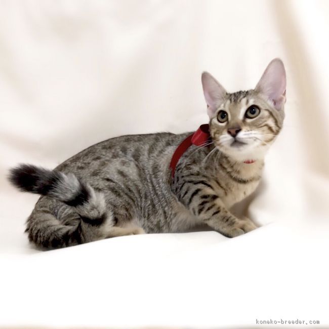 ID:1612-00844の子猫