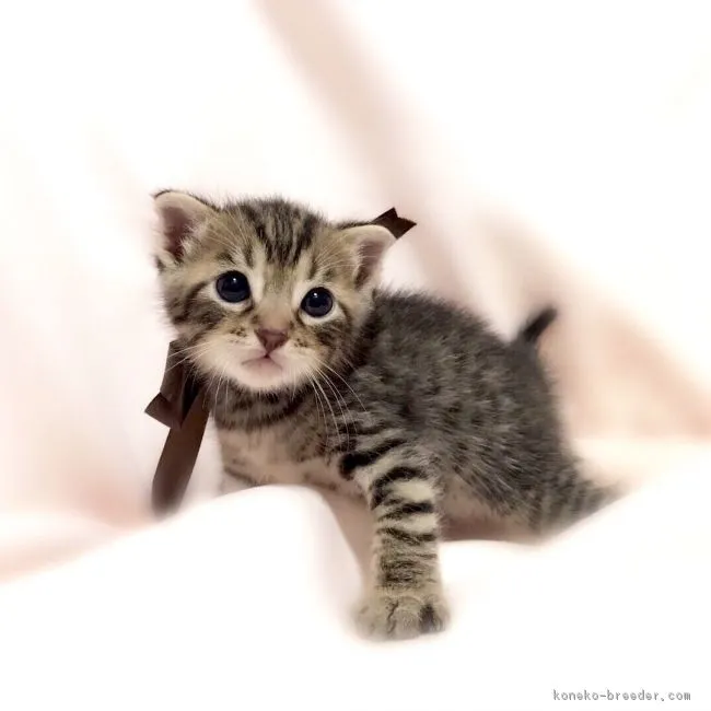 ゆう 様のお迎えした子猫