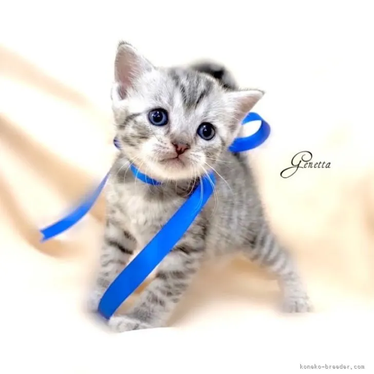 T.K 様のお迎えした子猫