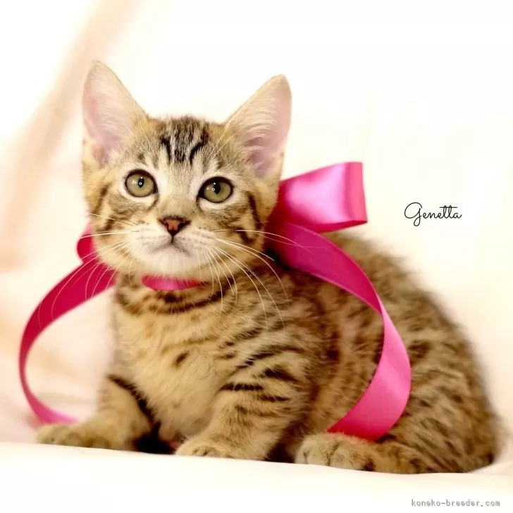 ID：2409-02834の子猫