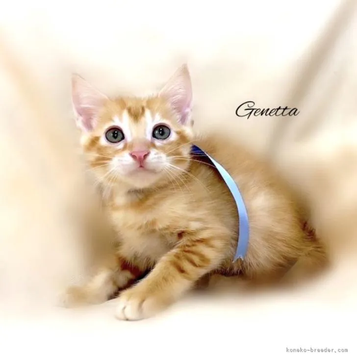 ID：2212-01291の子猫