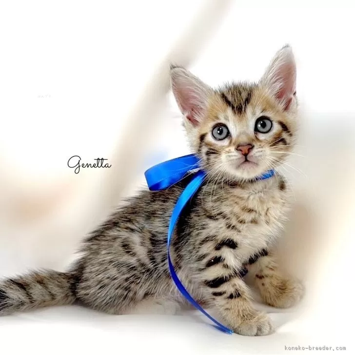 ID：2408-00061の子猫