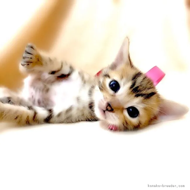 H・Y 様のお迎えした子猫