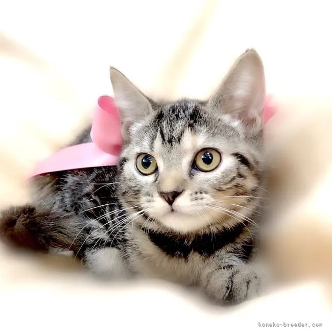 tkhs 様のお迎えした子猫