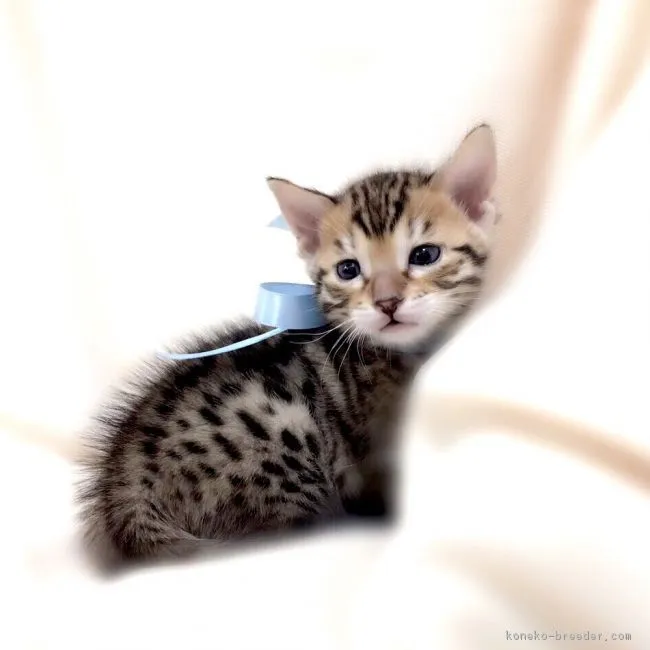 れおん 様のお迎えした子猫