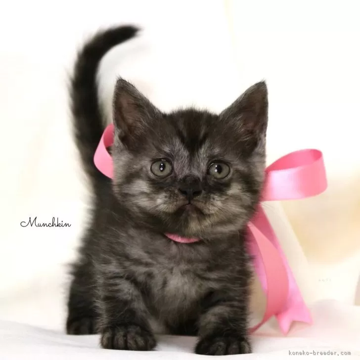 ID：2411-01259の子猫
