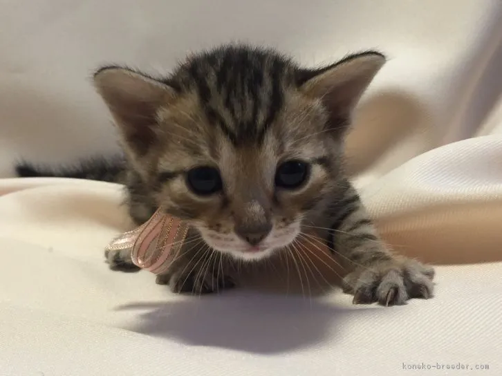 ID：1604-00550の子猫