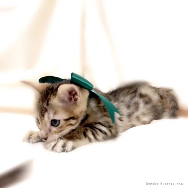 大塚貴枝 様のお迎えした子猫