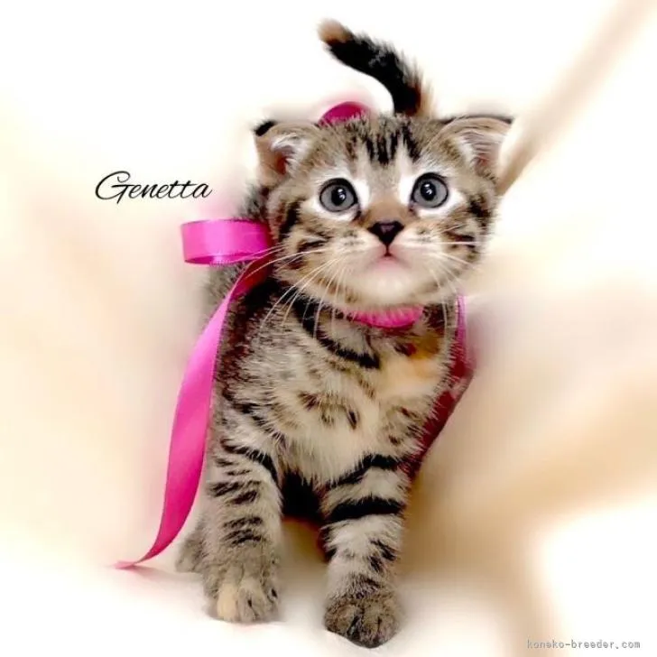 かえる 様のお迎えした子猫