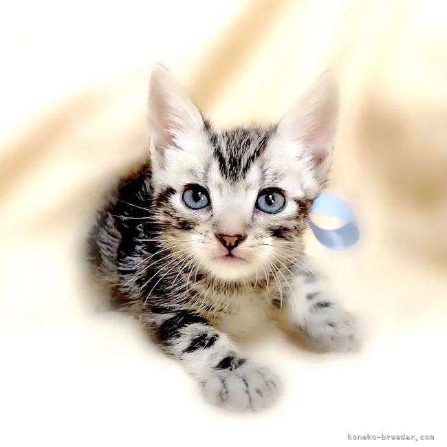 F・W 様のお迎えした子猫