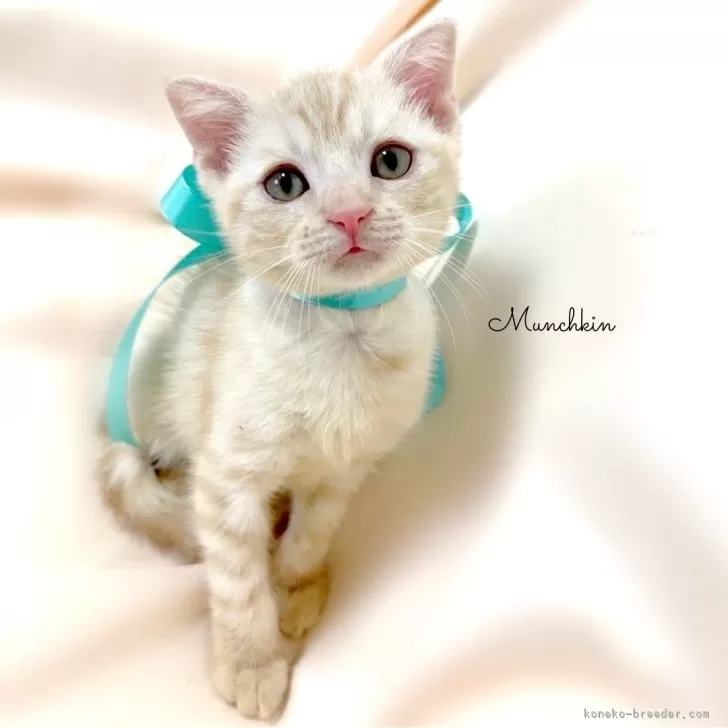 ID：2406-02984の子猫