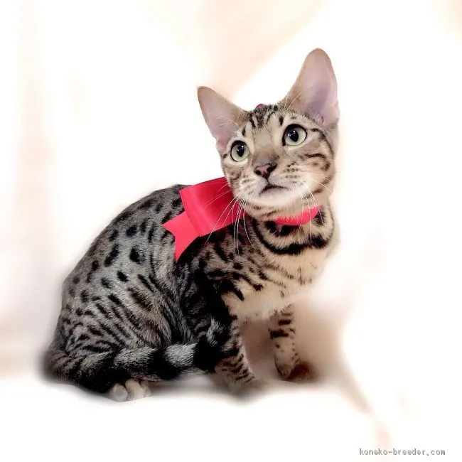 アルテ 様のお迎えした子猫