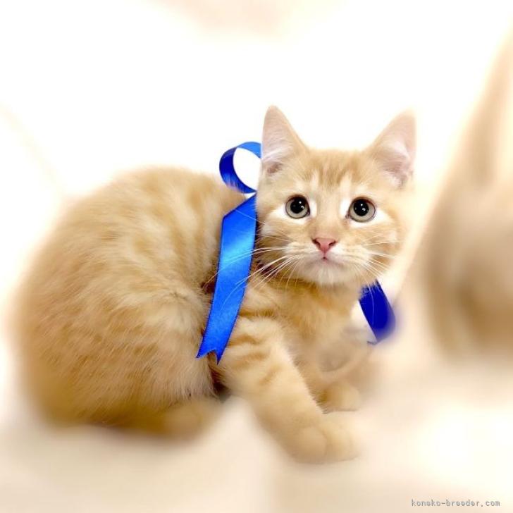 さんどら 様のお迎えした子猫