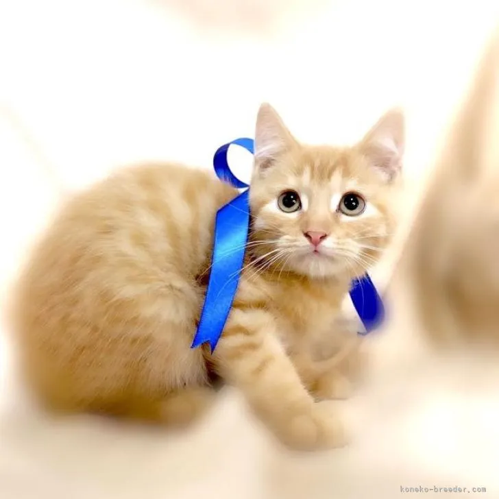 ID:2206-02652の子猫