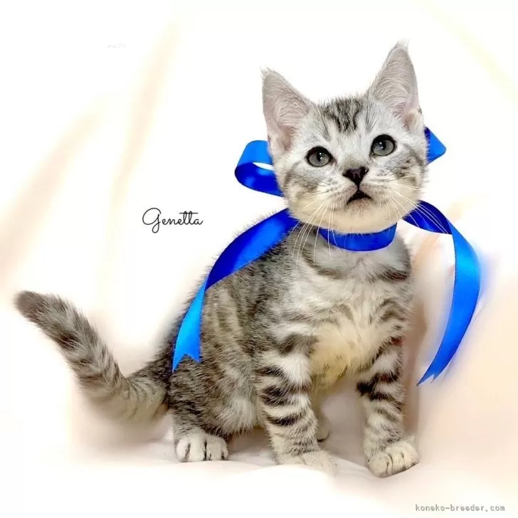 ID：2403-01988の子猫