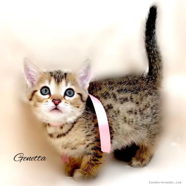 アズ 様のお迎えした子猫