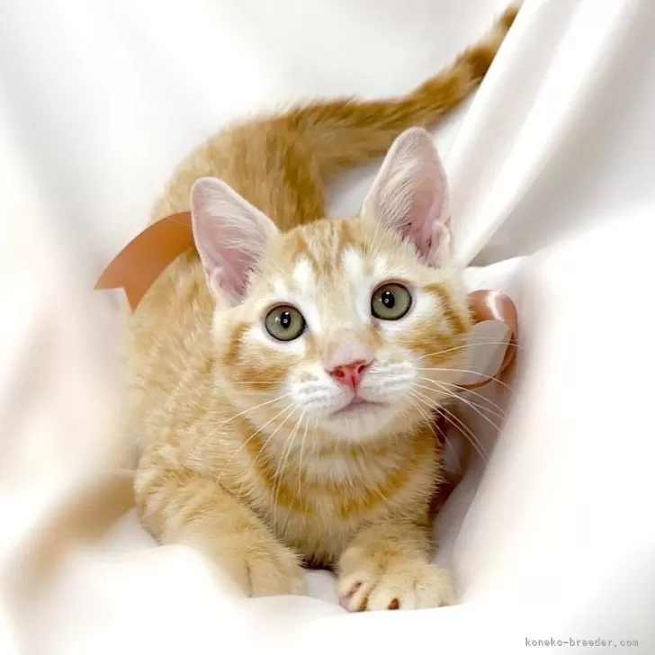 ID：2311-02319の子猫