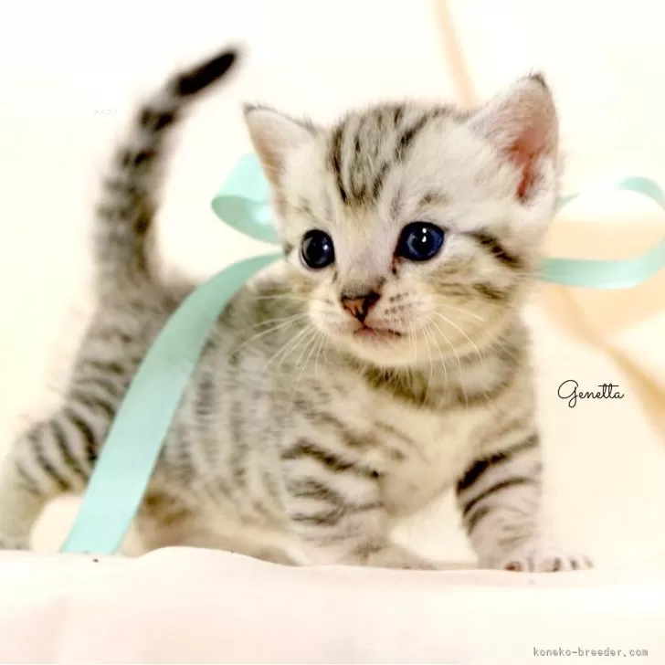 M.N 様のお迎えした子猫