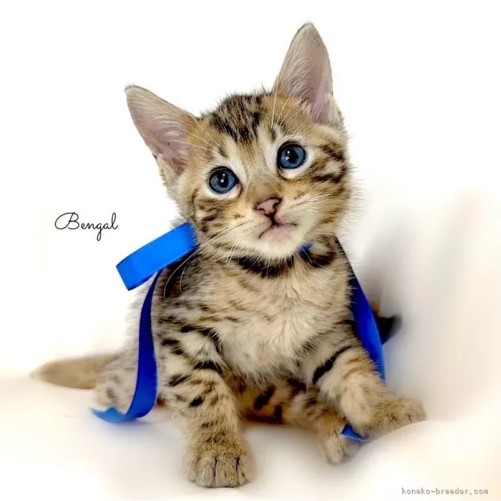 ID:2407-03407の子猫