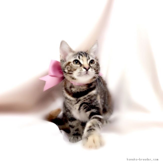 ID:1801-00533の子猫