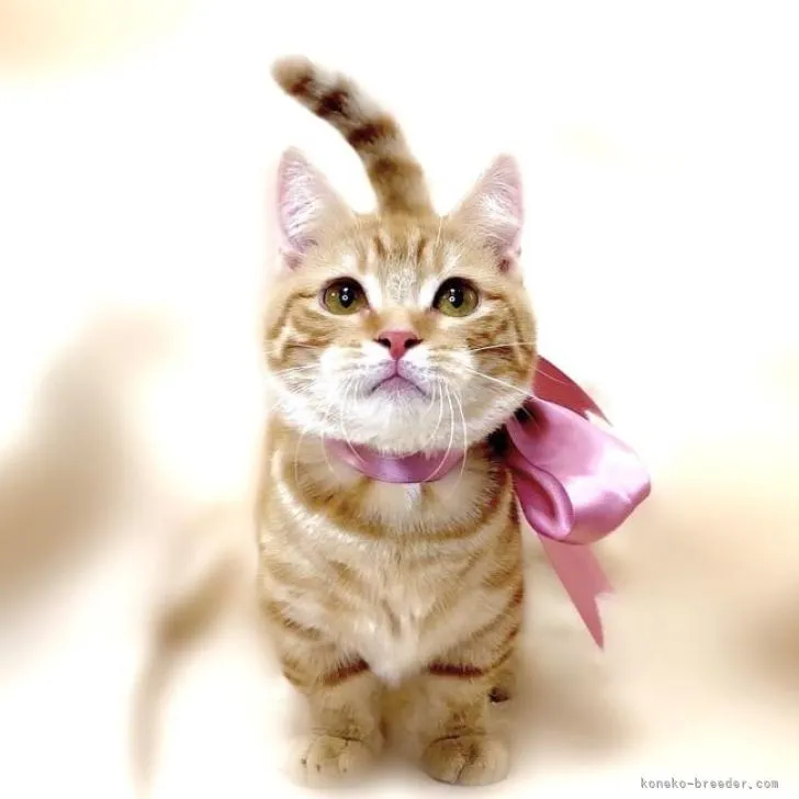 M.O 様のお迎えした子猫