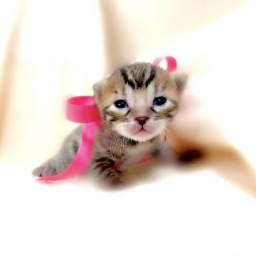 ベンガル【栃木県・女の子・2021年2月10日・ブラウンスポテッドタビー】の写真「父猫　チャンピオン♪ 母猫　ベビーチャンピオン♪」