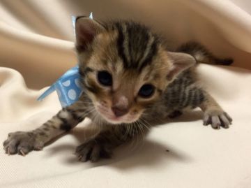 ベンガル【栃木県・男の子・2016年4月29日・ブラウンスポテッドタビー】の写真「父猫 チャンピオン♪ ご家族様が決定いたしました。」