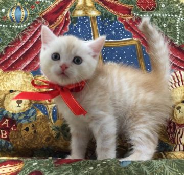 マンチカン【栃木県・男の子・2015年10月10日・クリームタビー】の写真「期間限定♪ 父猫 グランドチャンピオン♪」