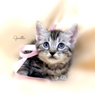 ジェネッタ【栃木県・女の子・2023年9月2日・シルバースポテッドタビー】の写真「父グランドCH🏆 祖父CH🏆 祖母ベビーCH🏆」