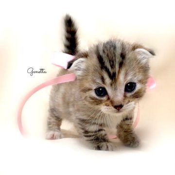 ジェネッタ【栃木県・女の子・2023年11月19日・ブラウンパッチドタビー】の写真「可愛い極短足女の子💕」