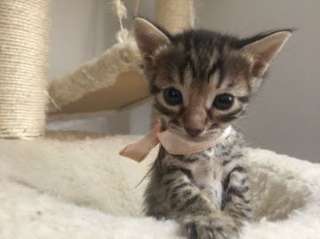 ベンガル【栃木県・女の子・2015年11月1日・ブラウンスポテッドタビー】の写真「母猫 ベビーチャンピオン♪ 父猫  チャンピオン♪」
