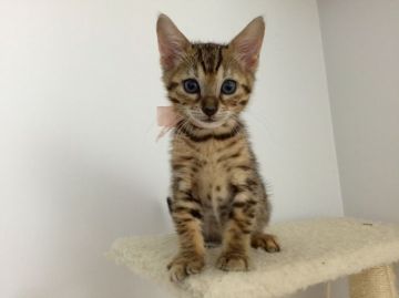 ベンガル【栃木県・女の子・2016年4月29日・ブラウンスポテッドタビー】の写真「父猫 チャンピオン♪」