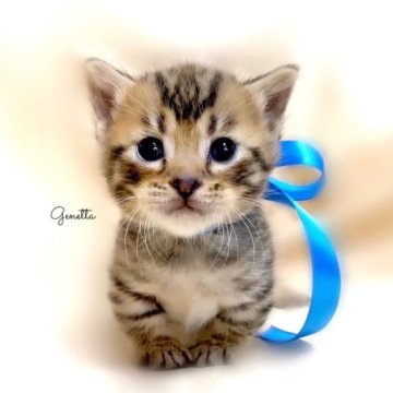 ジェネッタ【栃木県・男の子・2023年10月28日・ブラウンスポテッドタビー】の写真「父猫　チャンピオン🏆」